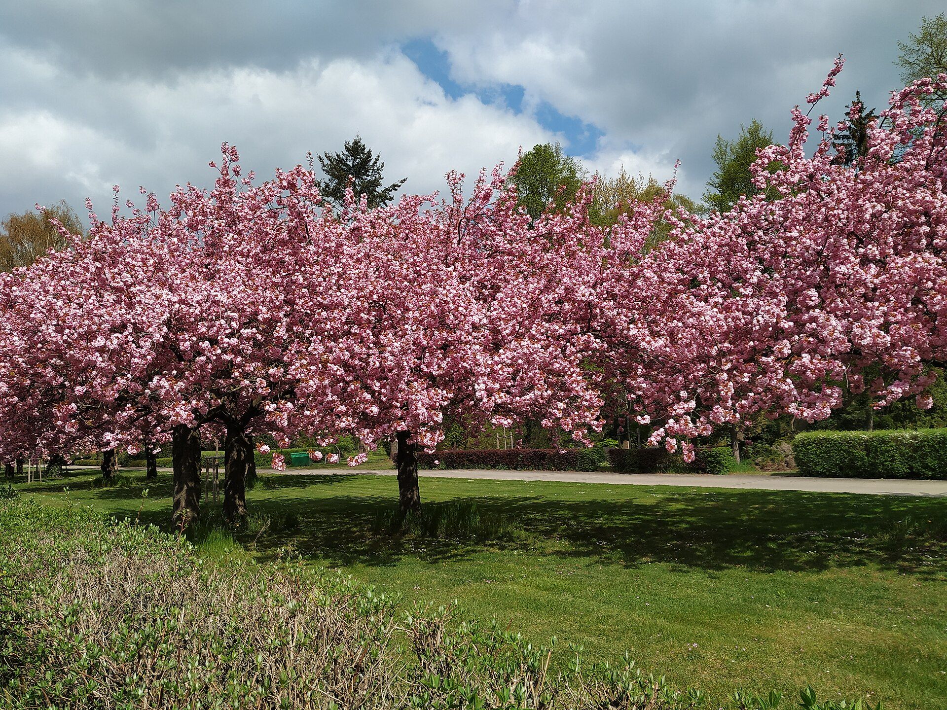 Blühende Kirschbäume auf dem Friedhof Pankow III